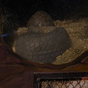 Formosan Pangolin (Manis pentadactyla pentadactyla)