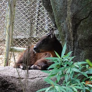 Taiwan Serow (Capricornis swinhoei)