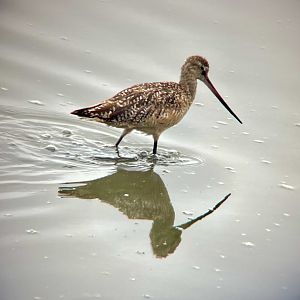 Marbled Godwit