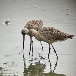 Marbled Godwit