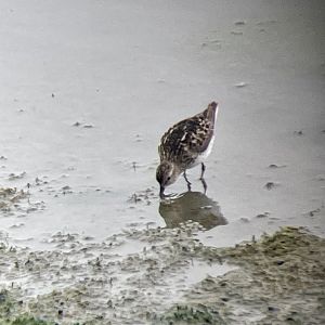 Least Sandpiper
