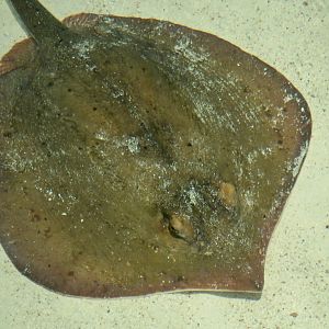 Atlantic Stingray (Hypanus sabinus)