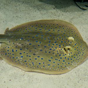 Bluespotted Ribbontail Ray (Taeniura lymma)