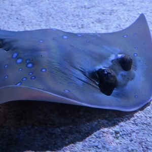 Kuhl's Maskray (Neotrygon kuhlii)