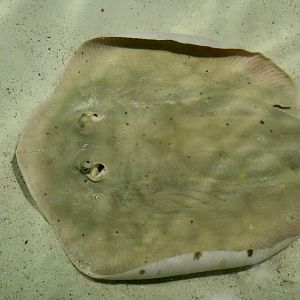 Round Stingray (Urobatis halleri)
