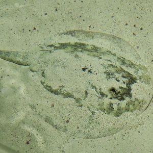 Yellow Stingray (Urobatis jamaicensis)