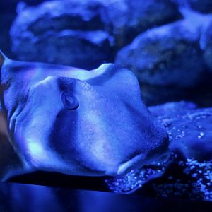Port Jackson Shark (Heterodontus portusjacksoni)