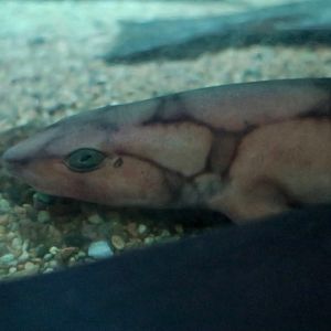 Chain Catshark (Scyliorhinus retifer)