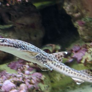 Coral Catshark (Atelomycterus marmoratus)