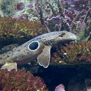Epaulette Shark (Hemiscyllium ocellatum)