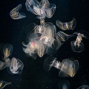 Sea Walnut (Mnemiopsis leidyi)