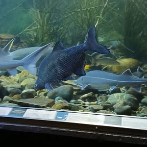 Sturgeons and other native Fish