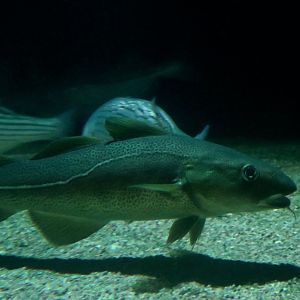 Atlantic Cod (Gadus morhua)