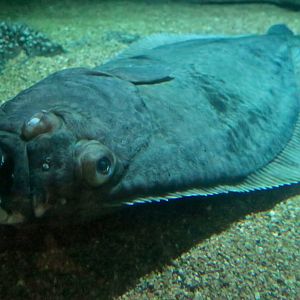 Atlantic Halibut (Hippoglossus hippoglossus)