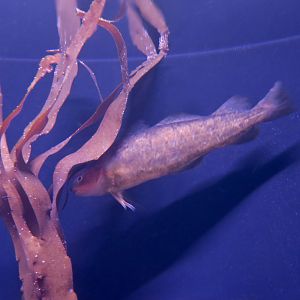 Tomcod (Microgadus tomcod)