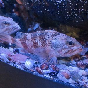 Blackbelly Rosefish (Heliconelus dactylopterus)