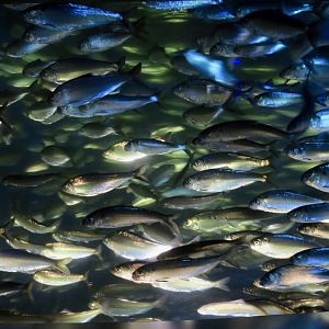 Blueback Herring (Alosa aestivalis)