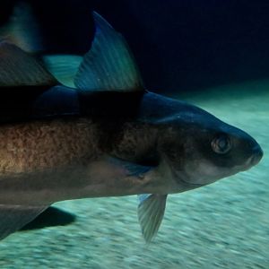 Haddock (Melanogrammus aeglefinus)