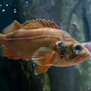 Rose Fish (Sebastes norvegicus)