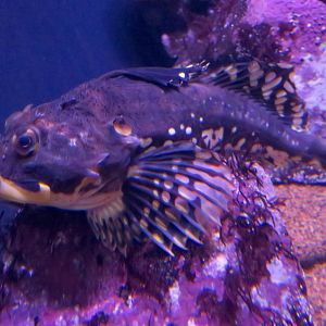 Shorthorn Sculpin (Myoxocephalus scorpius)