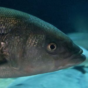 Striped Bass (Morone saxatilis)