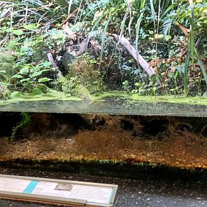 European Palaudarium