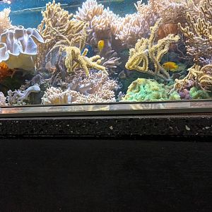 Example Reef Tank