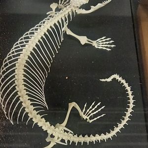 Skeleton Gila monster