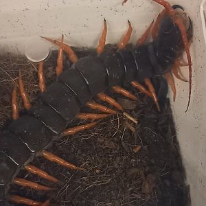 Scolopendra dehaani