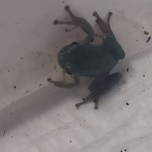 European tree-frog - Hyla arborea