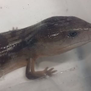 Tiliqua scincoides chimaerea