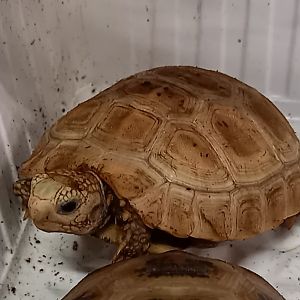 Yellow-headed tortoise - Indotestudo elongata