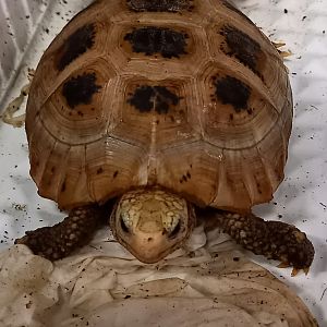 Yellow-headed tortoise - Indotestudo elongata