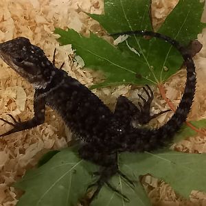 Scelophorus cyanogenis