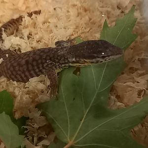 Varanus acanthurus - juvenile