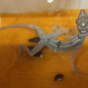 Anolis lucius