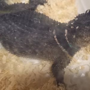 Scelophorus cyanogenis