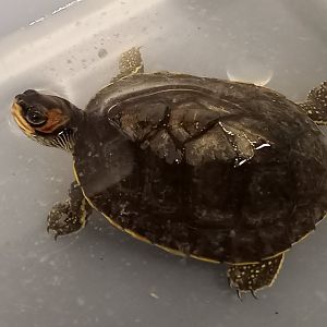 Indian roofed turtle - Pangshura tecta