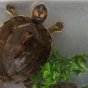 Indian roofed turtle - Pangshura tecta