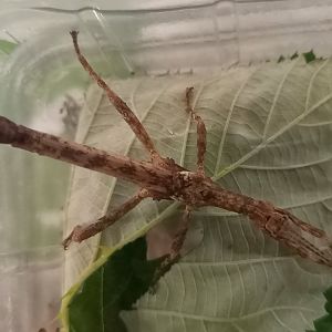 Hesperophasma sp. La Cienaga