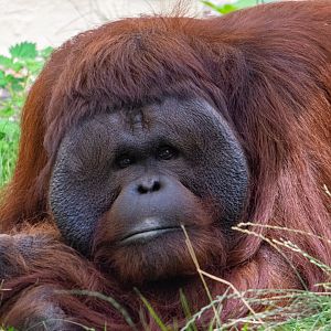 Djimat - Bornean Orangutan