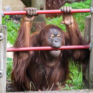 Sprout - Bornean Orangutan