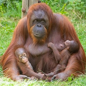 Jazz, Jim and Joe - Bornean Orangutans