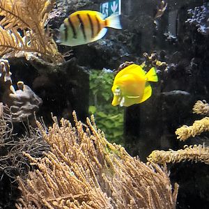 Yellow Tang and Surgeonfish
