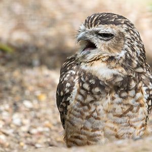 Burrowing Owl