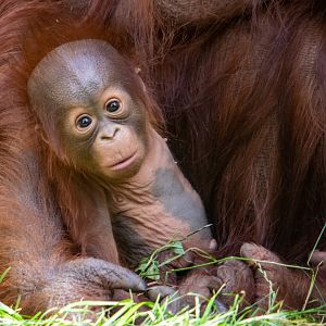 Jim - Bornean Orangutan