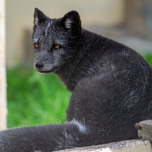 Arctic Fox