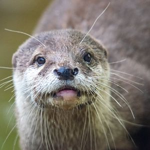 Asiatic Short-Clawed Otter