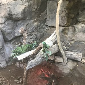 Tropics Trail - Southern Three-Banded Armadillo Exhibit