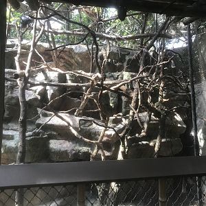 Tropics Trail - Silvery Langur Exhibit